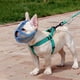 thumbnail image 2 of Hocico corto Zulema Bozal de perros Rosa S Tamaño S, 2 of 8