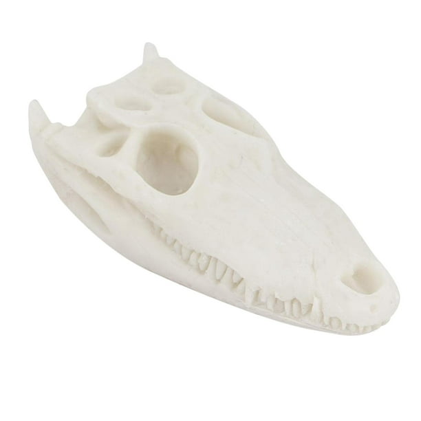 Set De 11 Calaveras Y 12 Esqueletos De Dinosaurio En Miniatura – Modelos Realistas De Resina Y PVC Para Coleccionistas Y Niños