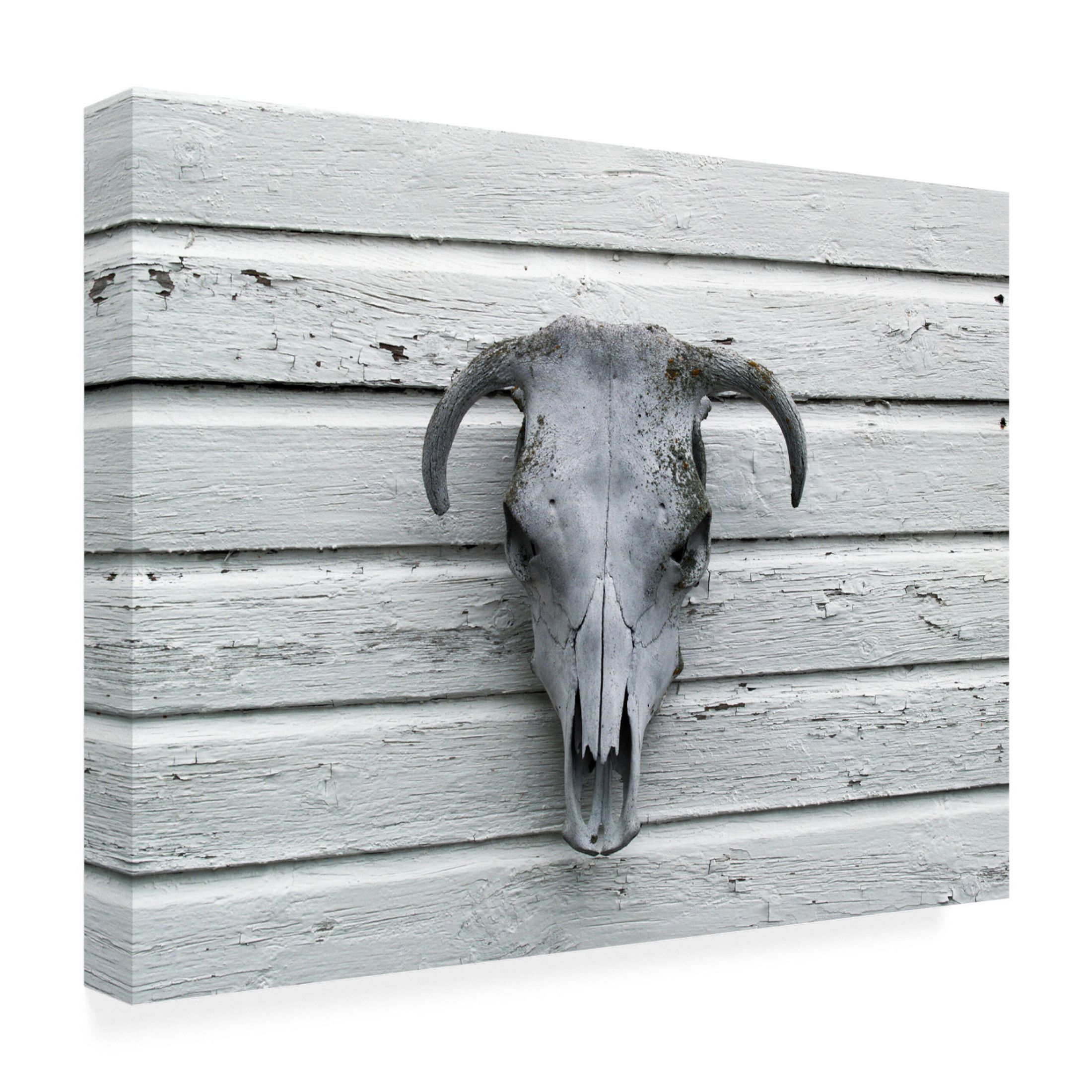 Canvas Wall Art - Clive Branson 'Skeleton of Calf's head' Wall Art for Living Room, Bedroom, or Office Décor by Trademark Fine Art - 47 x 35 Inches