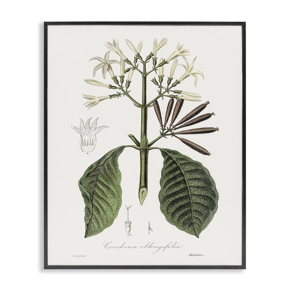 Stupell Industries Vintage Flora Study Floral Painting Black Framed Art Print Wall Art, 11 x 14
