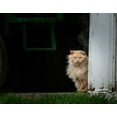 thumbnail image 2 of Galloimages Online 24x20 White Modern Wood Framed Museum Art Print Titled - Barn Cat 2, 2 of 4