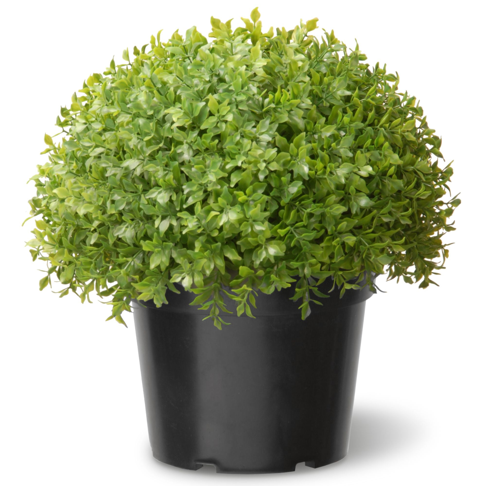 13 Green Artificial Japanese Holly Bush with Weighted Pot
