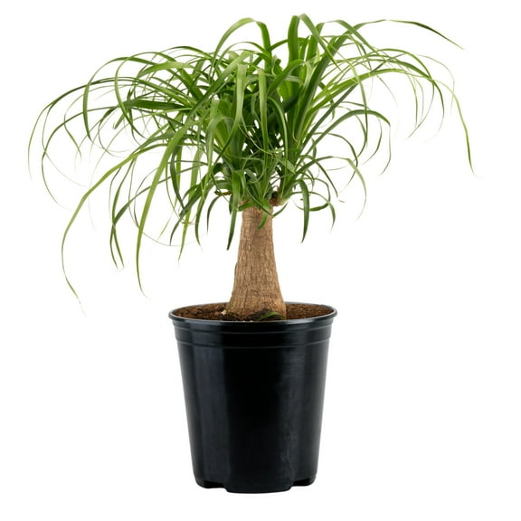 Costa Farms 15" Tall Ponytail Palm Live Plants in 5" Grower Pot