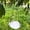 White, variant on Btomtd Outdoor Hanging 2-in-1 Apples Shaped Bird Bath And Bird Feeder For Garden Yard Decoration