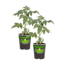 Bonnie Plants Park's Whopper Improved Tomato, 19.3 oz., 2-Pack, Live Plants