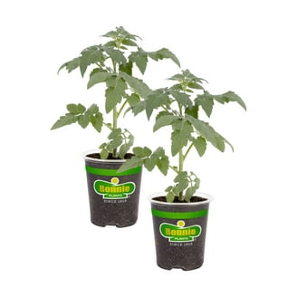 Hirt's Gardens, Creole Tomato Plant, Louisiana Heirloom, Indeterminate,  2.5"" Pot" - Walmart.com