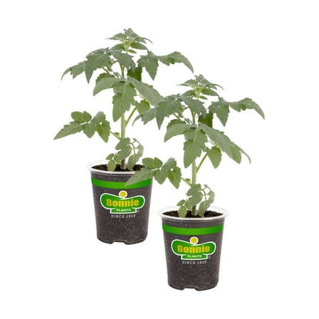 Bonnie Plants Park's Whopper Improved Tomato, 19.3 oz., 2-Pack, Live Plants