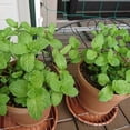 thumbnail image 4 of 2 Peppermint Plants Live Clumps Potted, Size 5-9" in Tall, Fresh Mints Herb for Indoor Outdoor Growing, Culinary Gardening, Cold Hardy and Fast-growing, 4 of 6