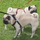 thumbnail image 4 of Avernio Cinturón De Seguridad Para Perros Fuzzygo Cinturón De Seguridad Ajustable Y Correa Para Perros Fuzzy Go Arnés Con Cinturón De Seguridad Para Perros Para Coche 2 En 1 Correa Para Mascotas, 4 of 5