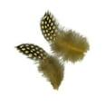 thumbnail image 2 of 50pcs Guinea Hen Feather Dyeing Chicken Feathers Crafts Backdrops, 2 of 9