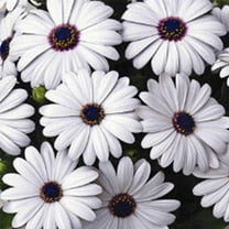 Osteospermum Flower Garden Seeds - Asti Series - White - 100 Seeds - Annual Flower Gardening Seed - Osteospermum ecklonis - African Daisy