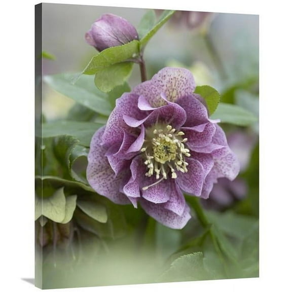 28 x 35 in. Hellebore Double Spotted Purple Variety Flower Art Print - Visionspictures