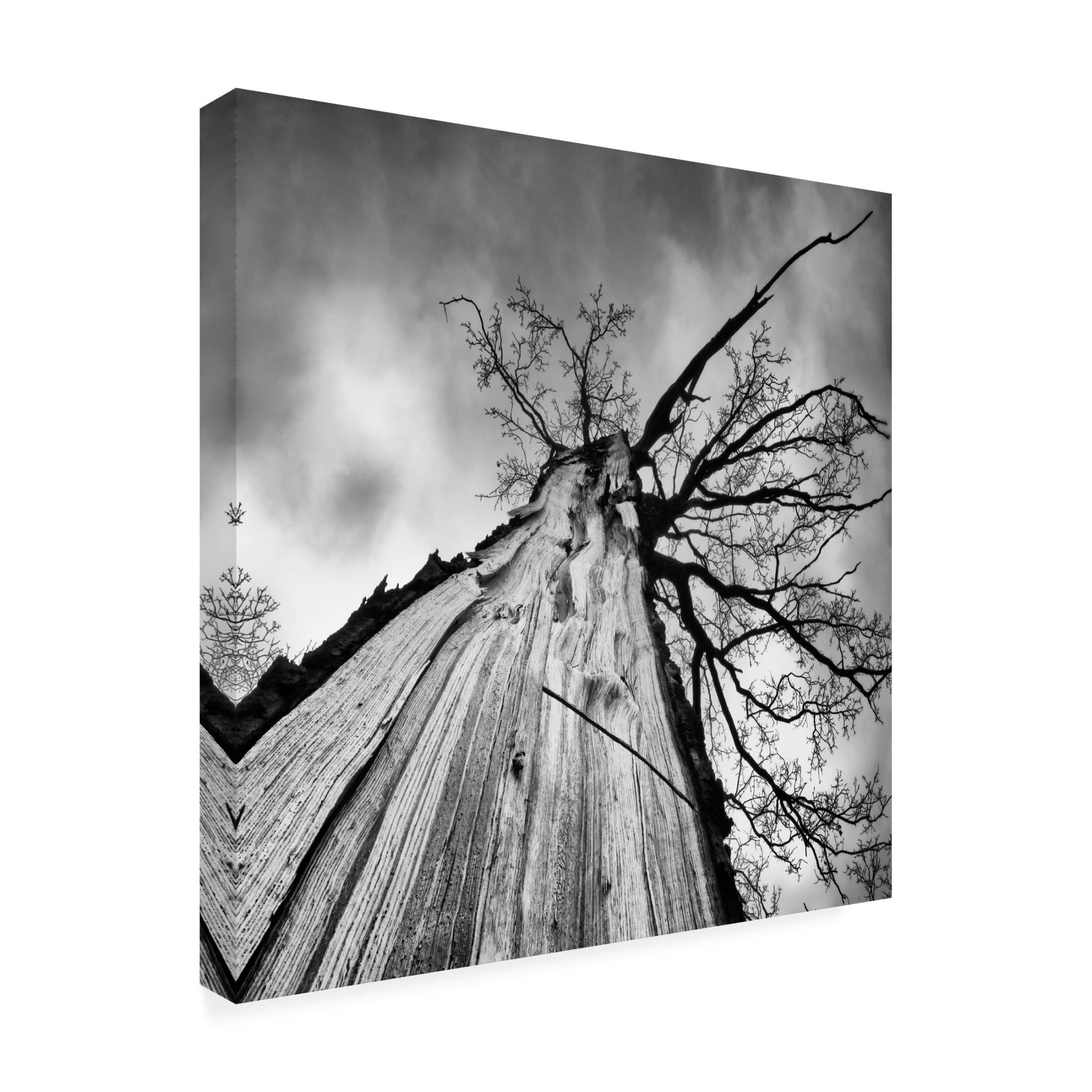 Trademark Fine Art Tomas Frolec Heart Of A Tree Canvas Wall Art