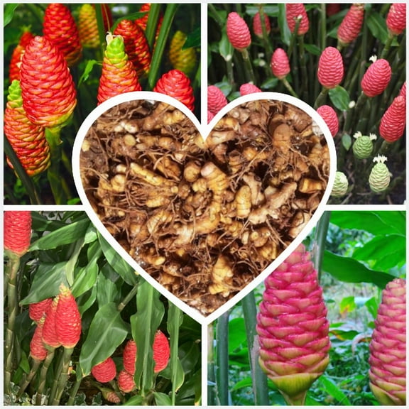 1 Pound Hawaiian Awapuhi Shampoo Ginger Rhizomes Pinecone Ginger Red Ginger Lily Bulbs, Grow Indoor or Outdoor