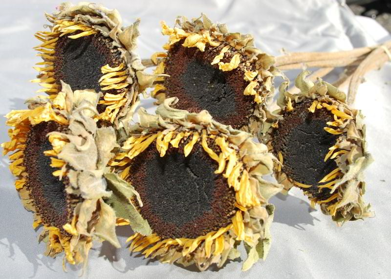Dried Sunflower Heads Large 46 heads per order, 24in. heads Case