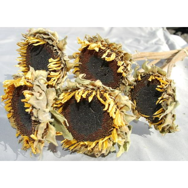 Dried Sunflower Heads Large 46 heads per order, 24in. heads Case