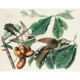 thumbnail image 3 of Audubon, John James 18x15 Black Modern Framed Museum Art Print Titled - Yellow-billed Cuckoo, 3 of 5