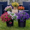 thumbnail image 4 of Outdoor Artificial Daffodils Plants - Fade Proof Faux Violet Plants for All Weather, Porch, Patio, Garden Decor - Hanging Planter Flowers, 4 of 7