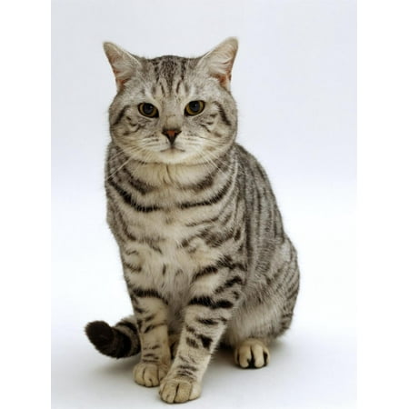 - Domestic Cat, British Shorthair Silver Spotted Tabby Male Print Wall Art By Jane Burton