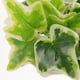 thumbnail image 5 of KAKOWELY Terrario de decoración de plantas artificiales para reptiles, adorno de planta de ratán simulado, planta artificial de plástico duradera para terrario., 5 of 5