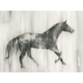 thumbnail image 2 of Harper, Ethan 14x12 White Modern Wood Framed Museum Art Print Titled - Appaloosa Study I, 2 of 4