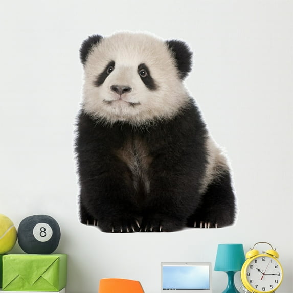 Giant Panda 6 Months Wall Decal by Wallmonkeys Peel and Stick Graphic (48 in H x 40 in W) WM96693