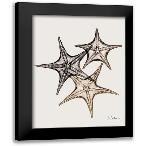 Koetsier, Albert 12x14 Black Modern Framed Museum Art Print Titled - _Sand Starfish