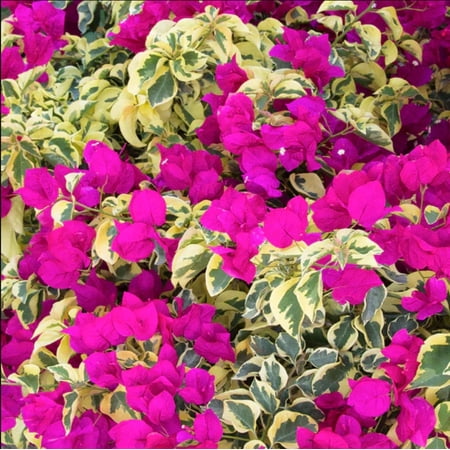 Raspberry Ice Bougainvillea Plant Live for Planting, Tropical Bougainvillea Flowering Vine, 4-6 Inch Tall, No Pot