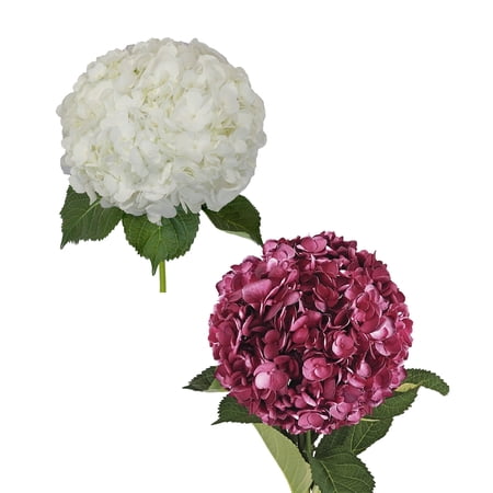 Hydrangeas 30 Stems of White and Painted Burgundy Farm Direct Fresh Cut Flowers by Bloomingmore