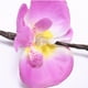 thumbnail image 5 of Guirnalda de luces LED con forma de rama de árbol de Phalaenopsis, ideal para decoración de interiores de casas, festivales navideños y fiestas., 5 of 14