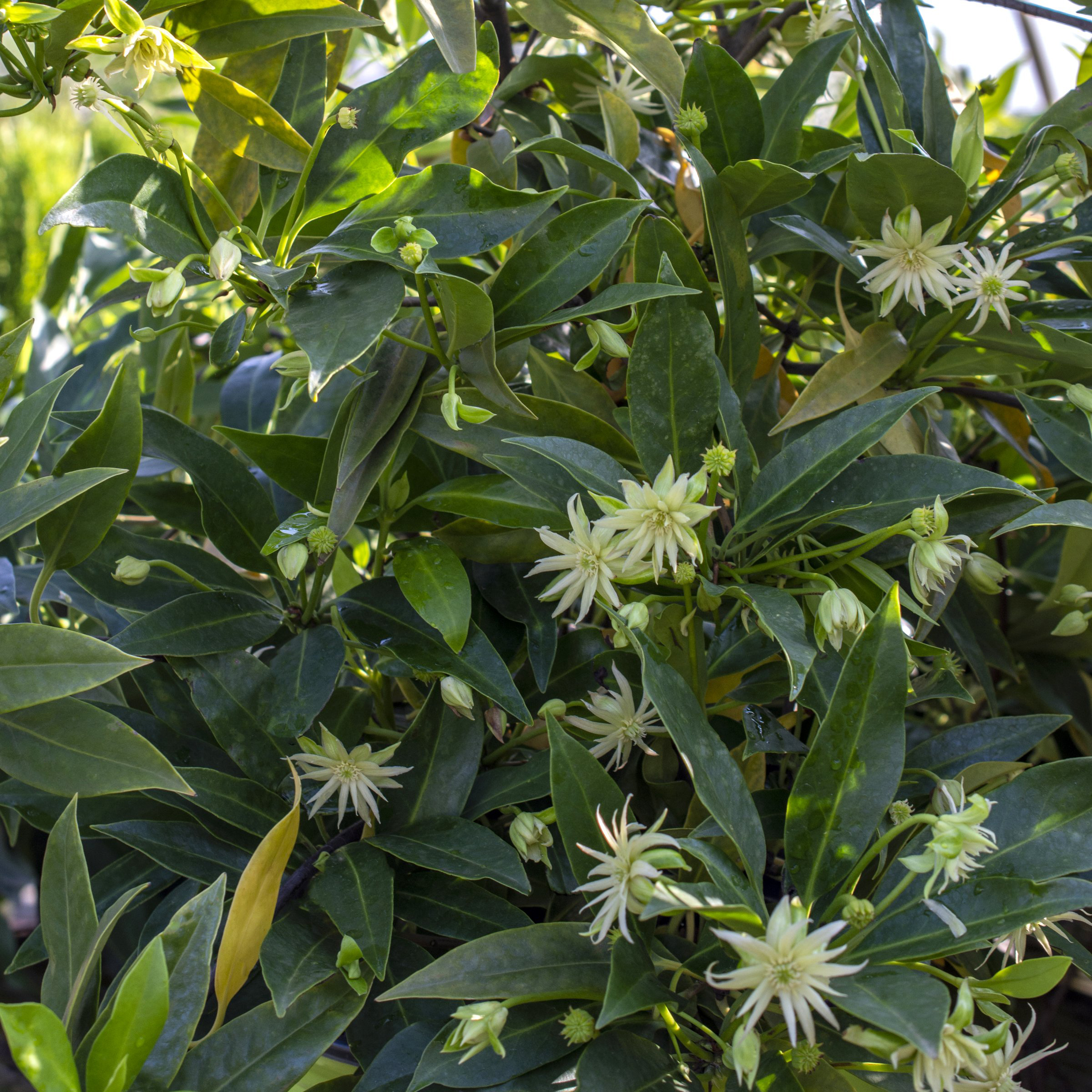 National Plant Network 1 gal. Illicium Star Flower Orion