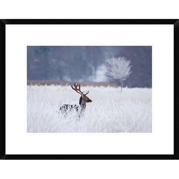 Global Gallery Allan Wallberg 'Fallow Deer In The Frozen Winter Landscape' Framed Wall Art