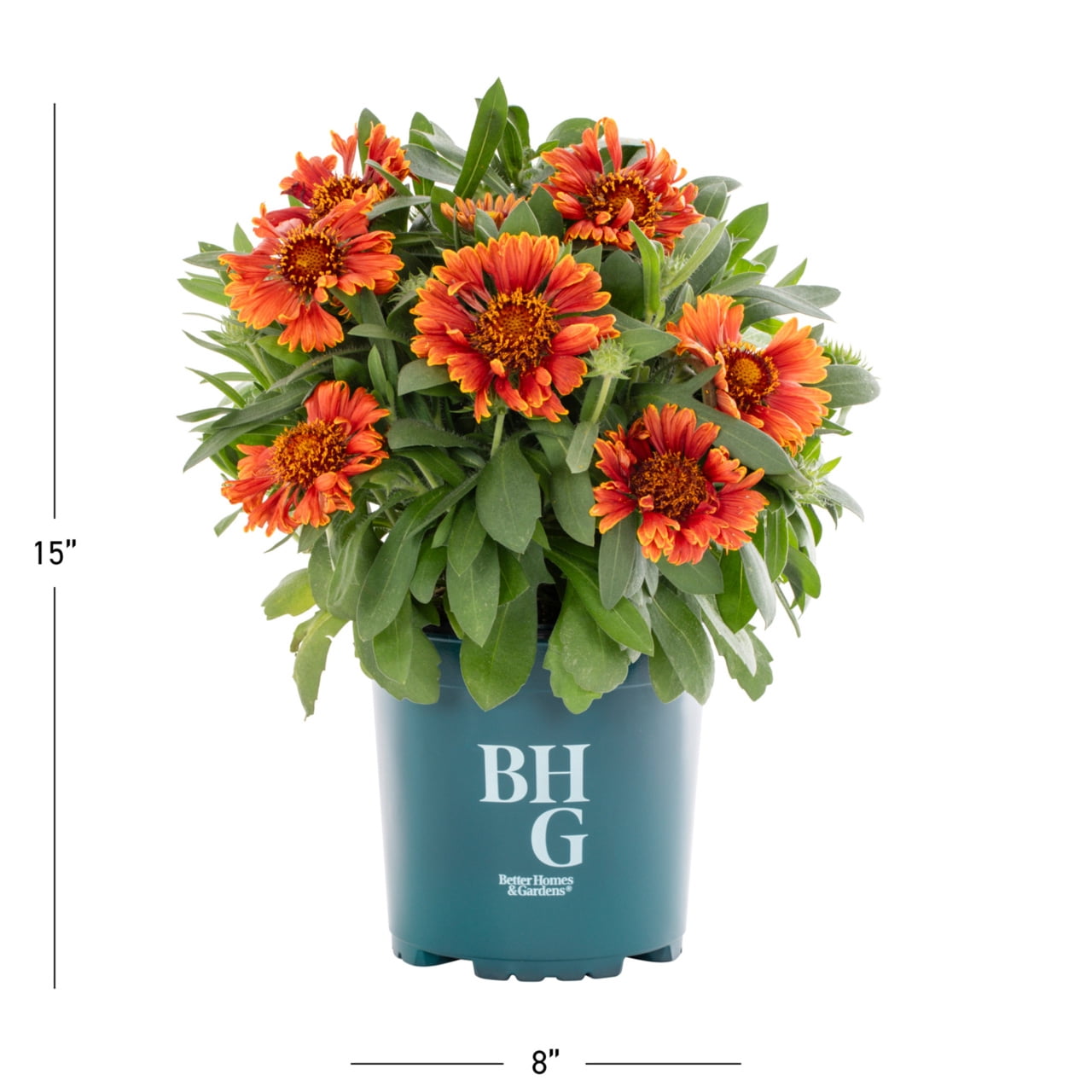 Better Homes & Gardens Multicolor Gaillardia Live Perennial Plant, Full Sun, 3-Pack