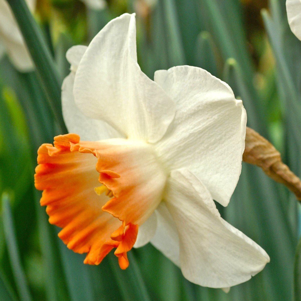 Daffodil Grand Soleil d'Or Bulbs, Wholesale Pricing