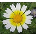 thumbnail image 3 of Chrysanthemum Flower Seeds, 1500+ Premium Heirloom Seed, Chrysanthemum Coronarium, 90% Germination, (Isla's Garden Seeds), Non Gmo, 3 of 7