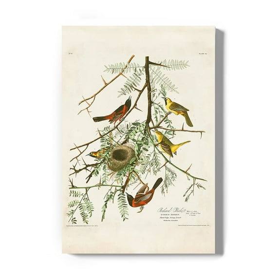 Orchard Oriole Wrapped Canvas -John James Audubon Designs,