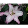 Lily Oriental Brasilia- 6 Flower Bulbs