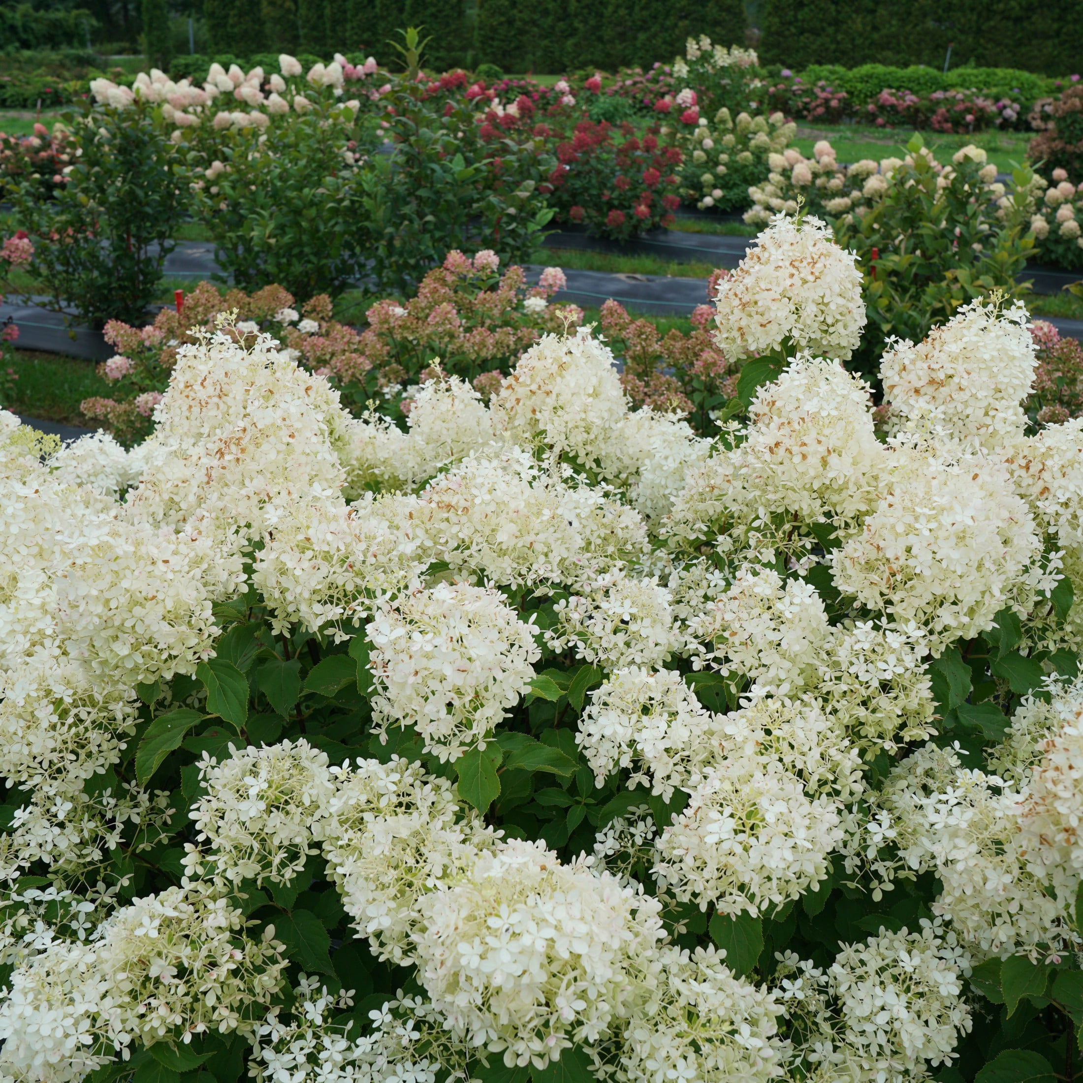 Proven Winners ColorChoice 6" White Puffer Fish Panicle Hydrangea Live Plant in 7.5" Pot