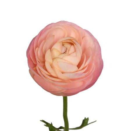 Peach - Ranunculus - Farm Direct Fresh Cut Flowers - 140 Stems