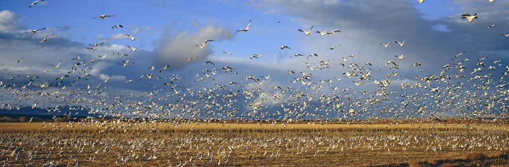 A panoramic of thousands of migrating snow geese and Sandhill cranes taking flight over the Bosque del Apache National Wildlife Refuge near San Antonio and Socorro New Mexico Canvas Art - Panoramic Im