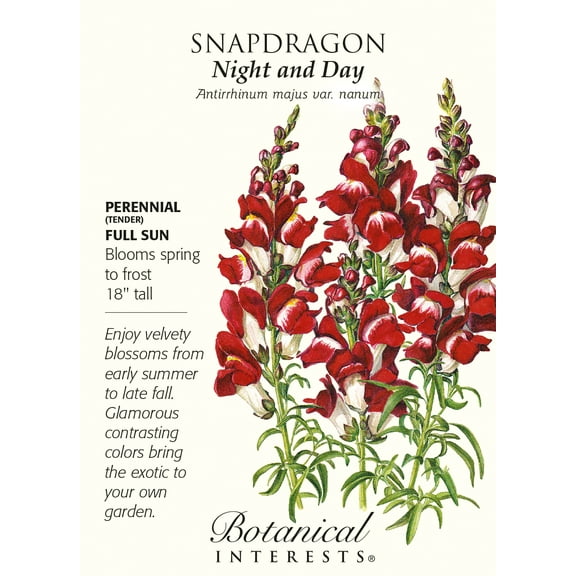 Night and Day Snapdragon Seeds - 100 mg