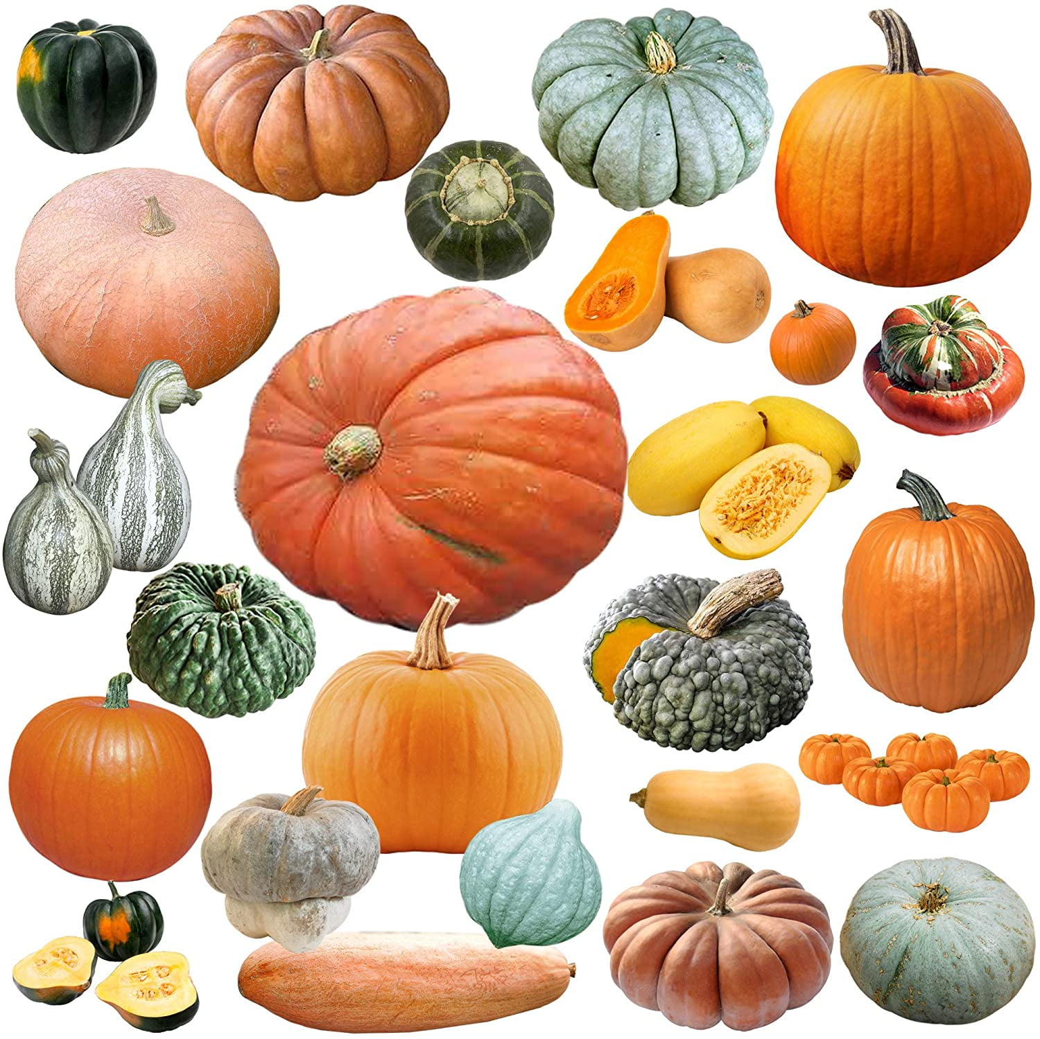 Grown in USA Rare Super Profilic and Delicious! Mixed!! 50+ Pumpkin and Winter Squash Mix Seeds ORGANICALLY Grown Non-GMO 25 Varieties Delicious and Healthy