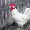 thumbnail image 5 of 4 collares anticanto para aves de corral, seguros y anticanto para gallos., 5 of 5
