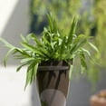 thumbnail image 3 of Plantain Seed - English Plantain Herb Seeds - 10000 Seeds, 3 of 3