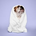 thumbnail image 5 of Paul Mitchell Pet Tear-Free Shampoo, Gallon, 5 of 6