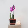 thumbnail image 3 of TEHAUX 4Pcs Plastic Orchid Plant Pot Red Rounded Indoor Flower Planter Pot with Drainage Holes, 3 of 6