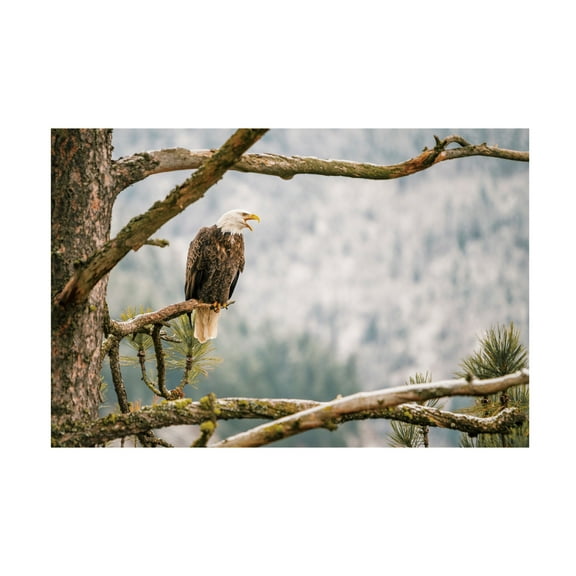 Canvas Wall Art - Krista Broadway 'Trail' Wall Art for Living Room, Bedroom, or Office Décor by Trademark Fine Art - 19 x 12 Inches