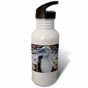 3dRose Blue-Footed Booby,Sula nebouxii excisa,, Sports Water Bottle, 21oz