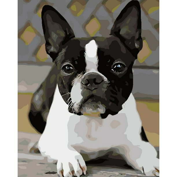 Boston terrier throwing hot sale up white foam