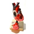 thumbnail image 2 of Eisco Labs Life Size Human Heart Model on Base; 2 Parts, 2 of 3